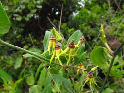 Image of Oxypetalum banksii Schult.