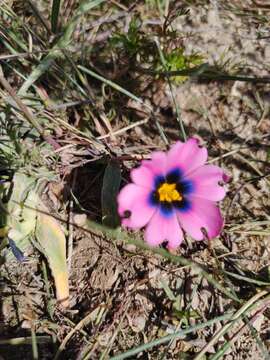 Image of Moraea versicolor (Salisb. ex Klatt) Goldblatt