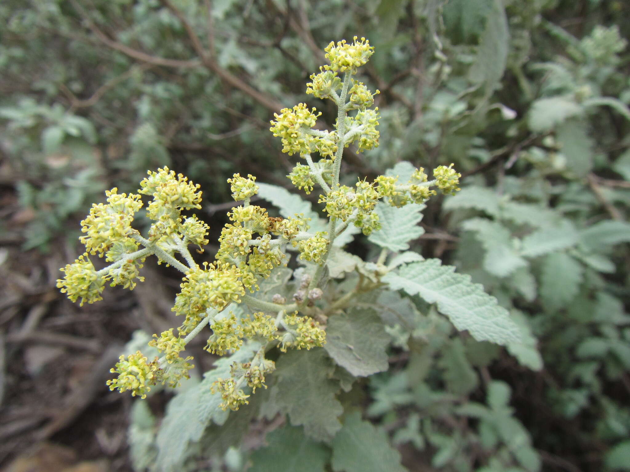 Imagem de Buddleja glomerata H. Wendl.