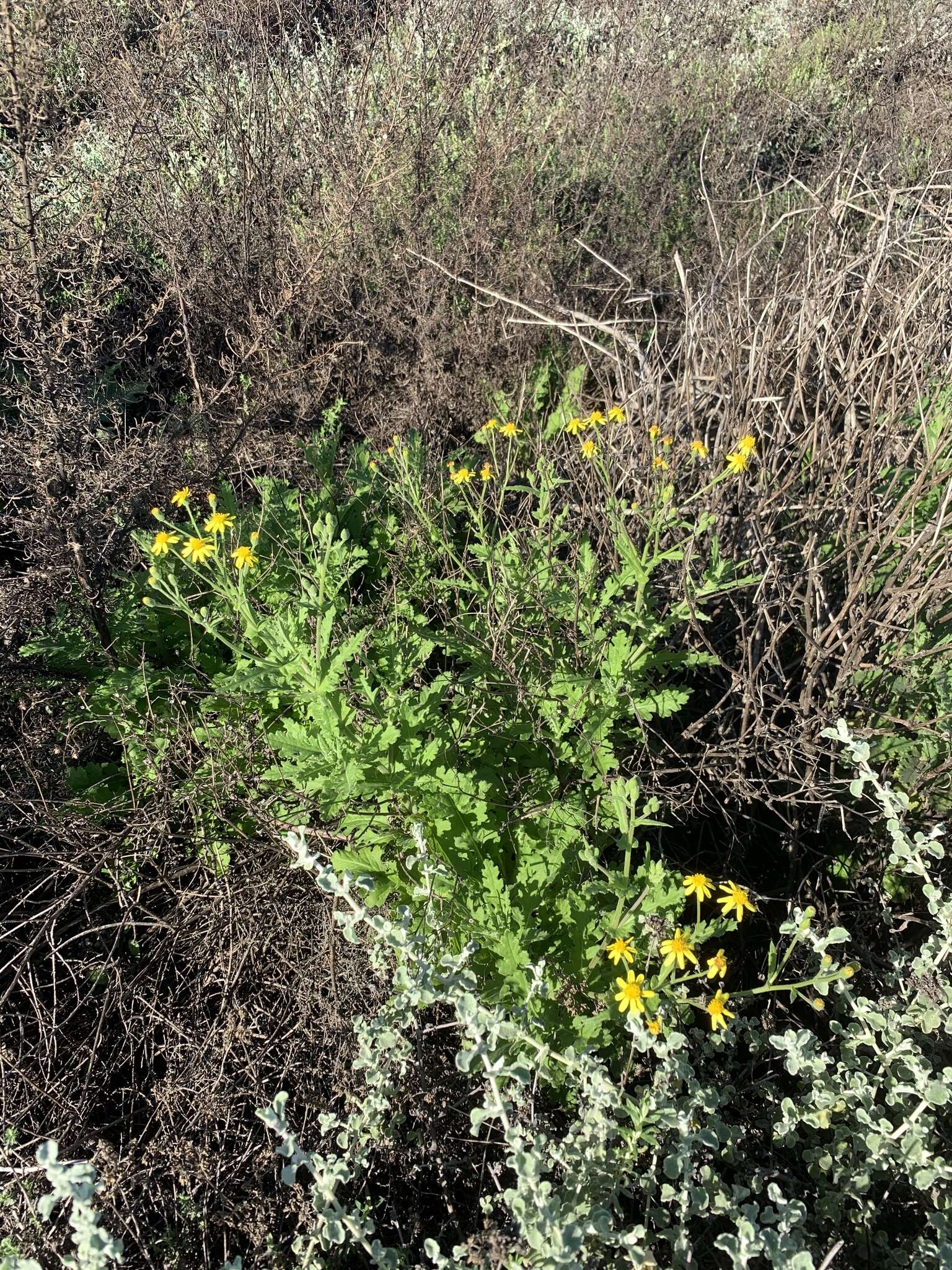 Image of Senecio hastatus L.