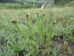 Image of Klasea centauroides (L.) Cass.