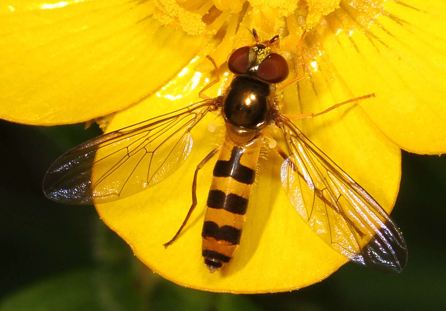 Image of Banded Meliscaeva