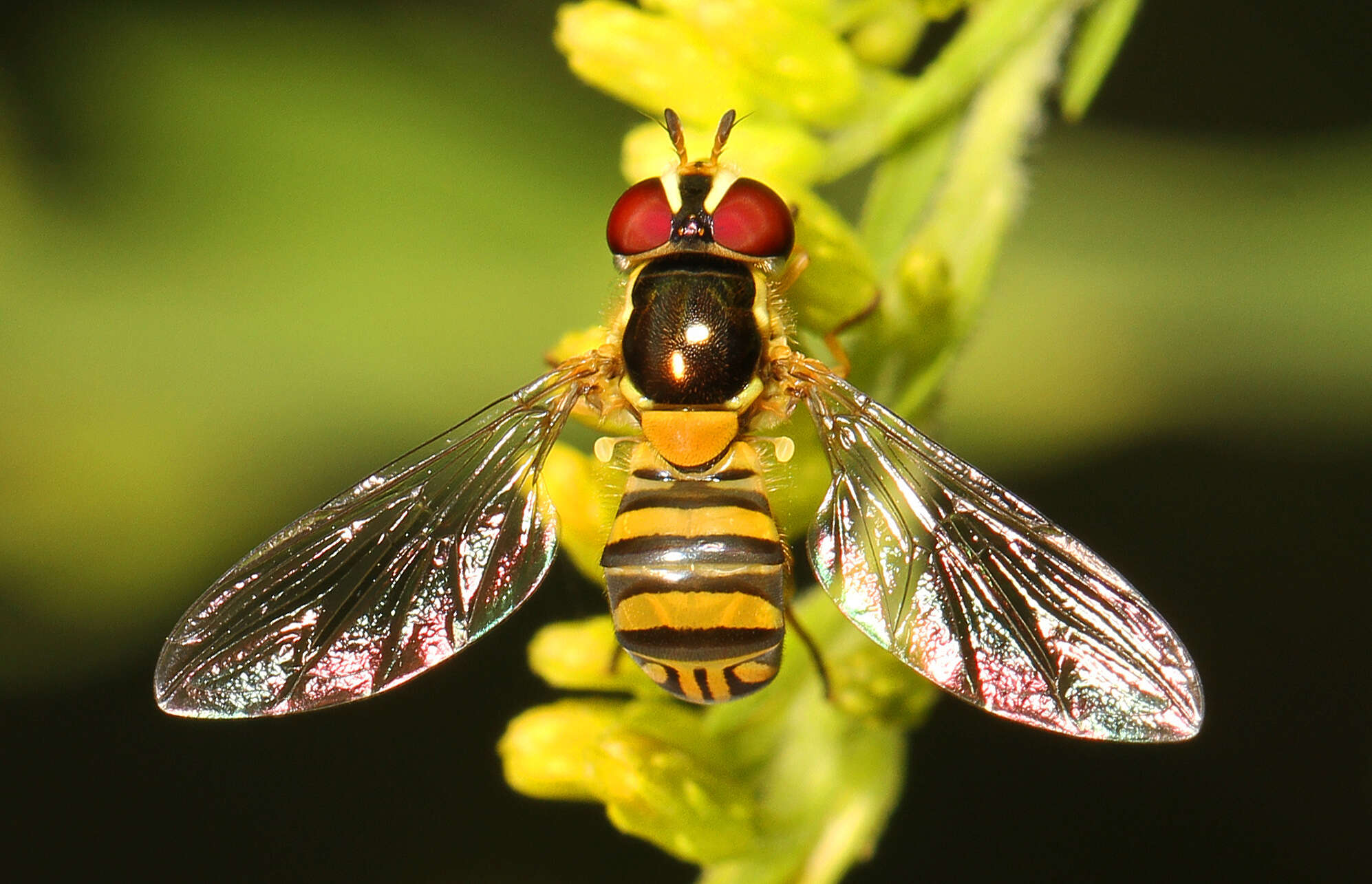 Image of Common Oblique Syrphid