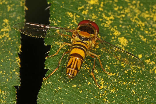 Image of Common Oblique Syrphid