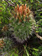 Image of Coryphantha octacantha (DC.) Britton & Rose