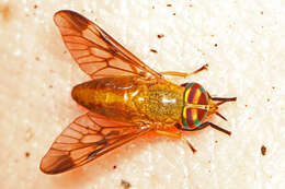 صورة Diachlorus ferrugatus (Fabricius 1805)