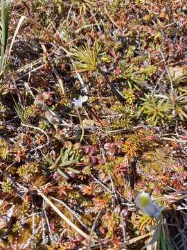 Image of Pinguicula variegata Turcz.