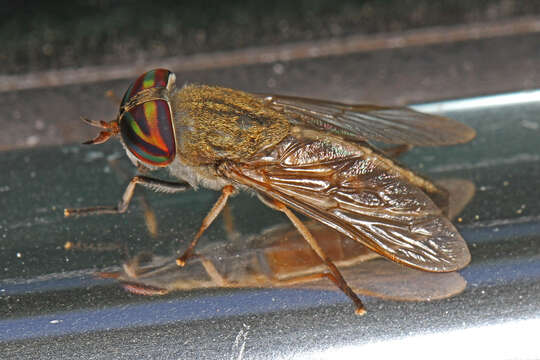 Image of Striped Horse Fly