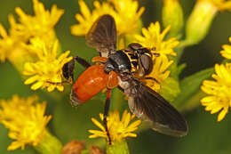 Image of Tachinid fly