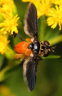 صورة Trichopoda pennipes (Fabricius 1781)