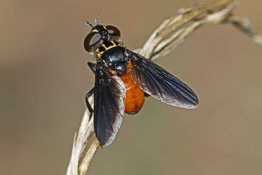 Image of Tachinid fly