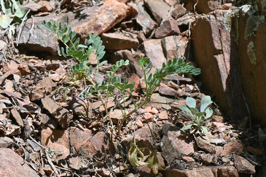 Image of Front Range milkvetch