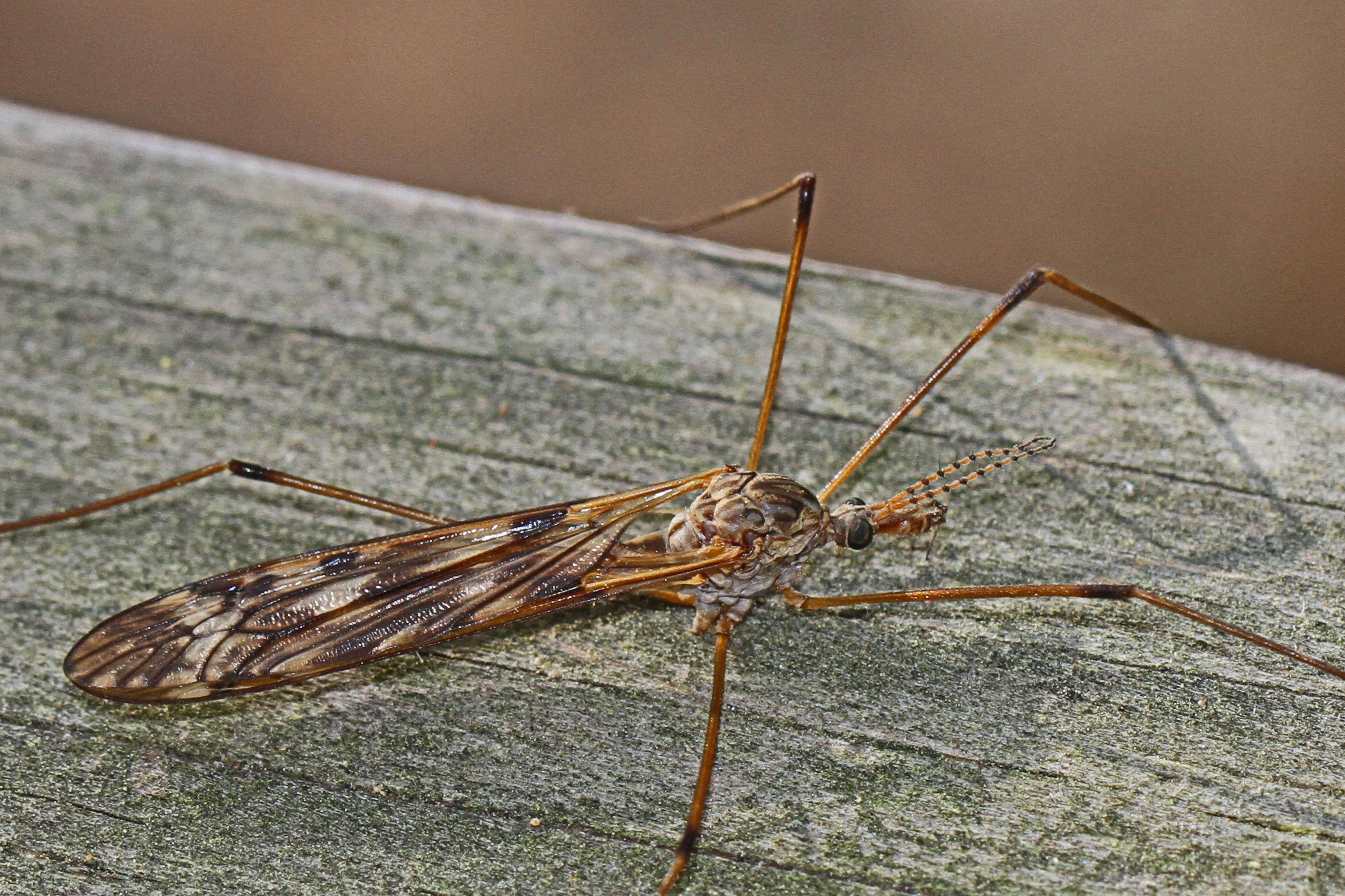 Image of Tipula