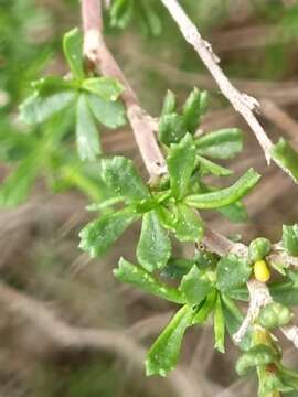 Image of Ononis tridentata L.