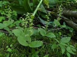 Neottia auriculata (Wiegand) Szlach. resmi