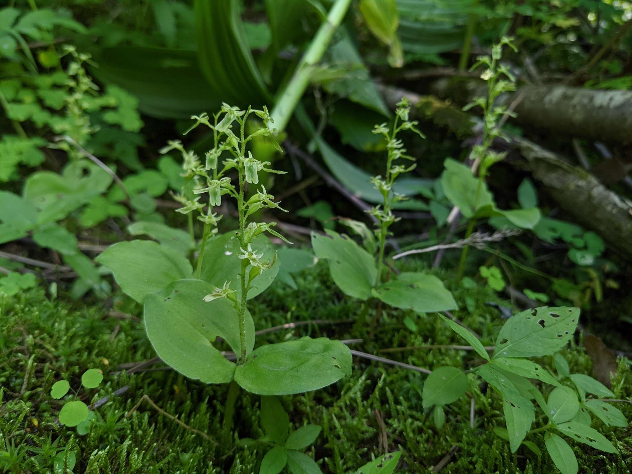 Neottia auriculata (Wiegand) Szlach. resmi