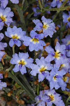 Image of Dampiera stricta (Smith) R. Br.