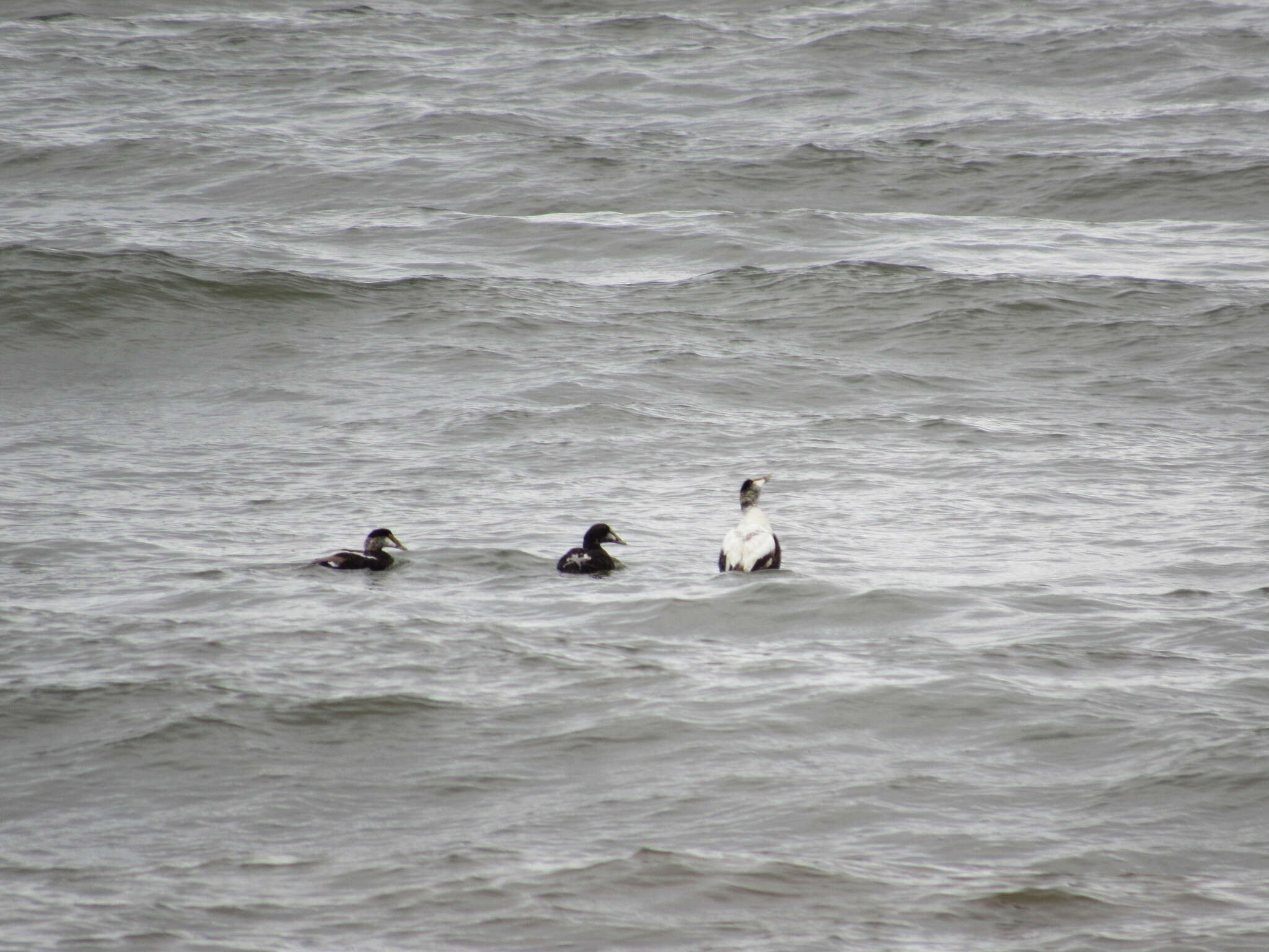 Image of Eider