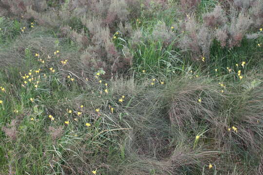 Image of fragrant wandflower