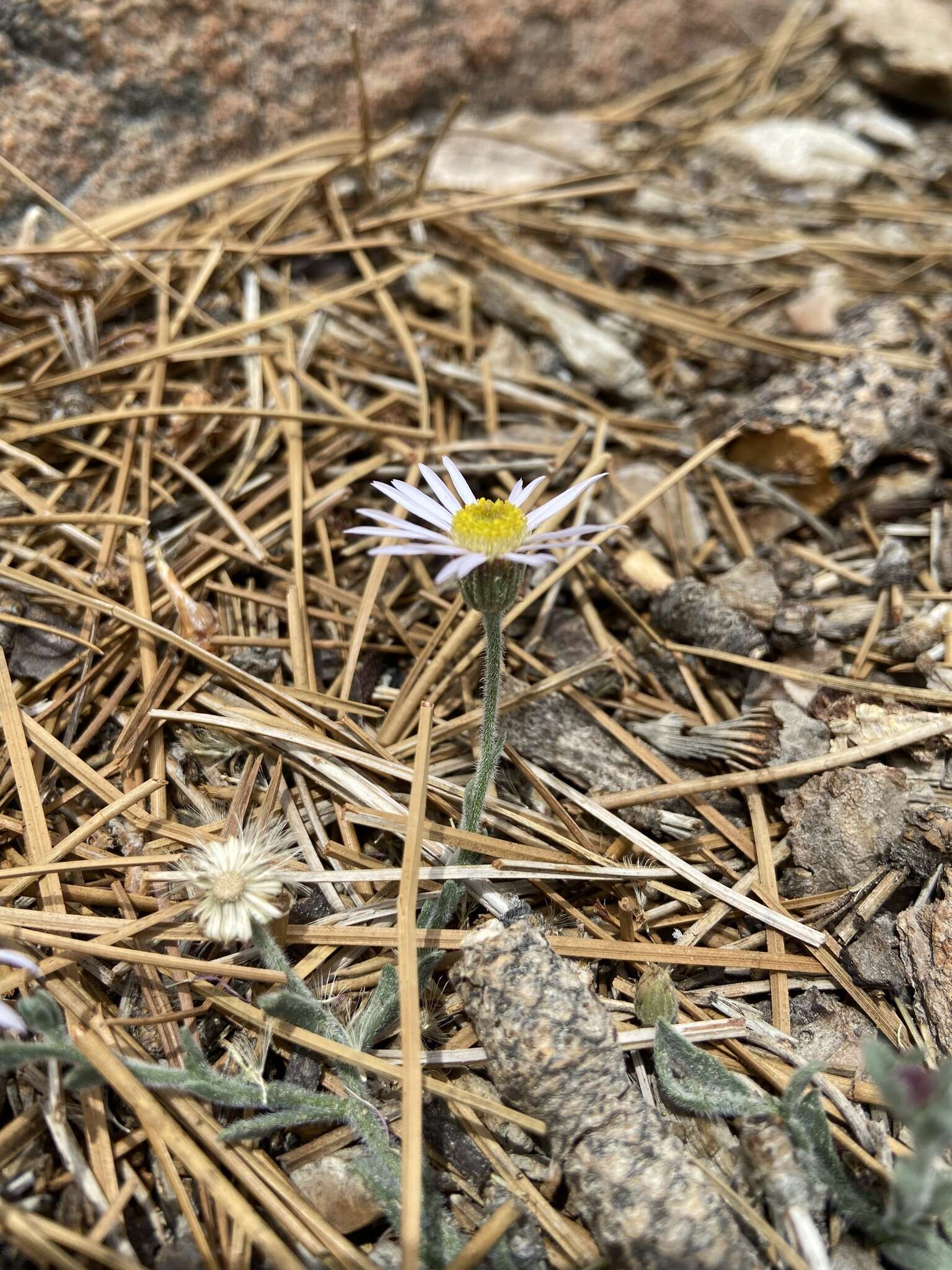 Image of Brewer's fleabane