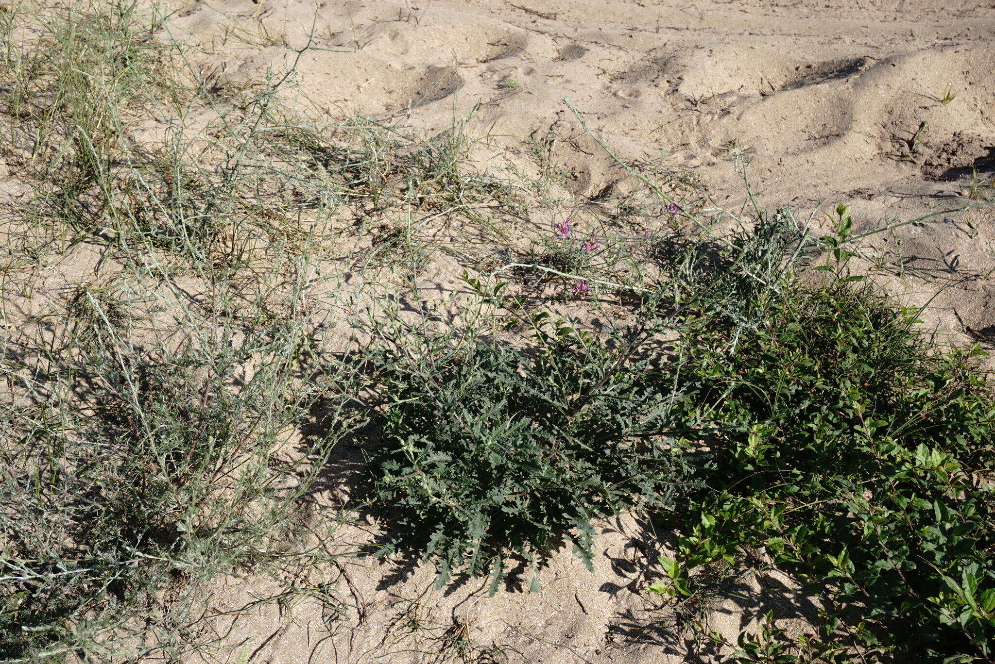 Image of Verbascum pinnatifidum Vahl