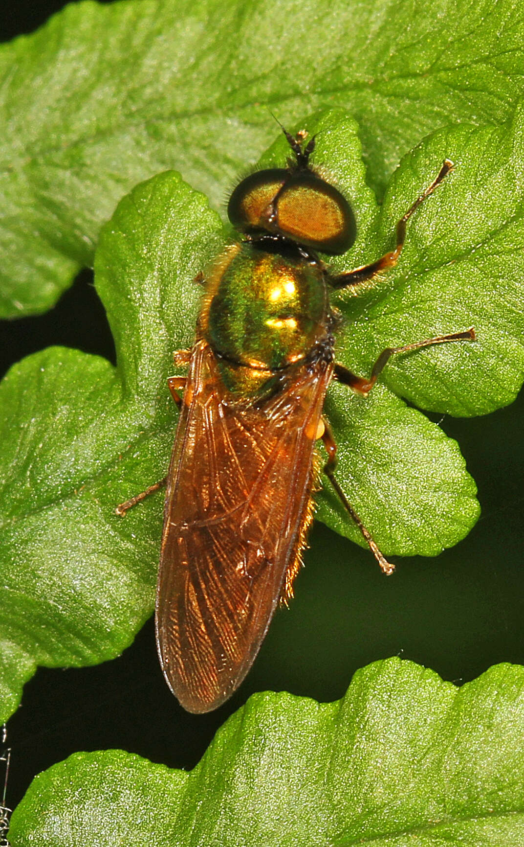 Sivun Chloromyia formosa (Scopoli 1763) kuva