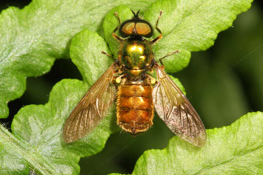 Image of Soldier fly