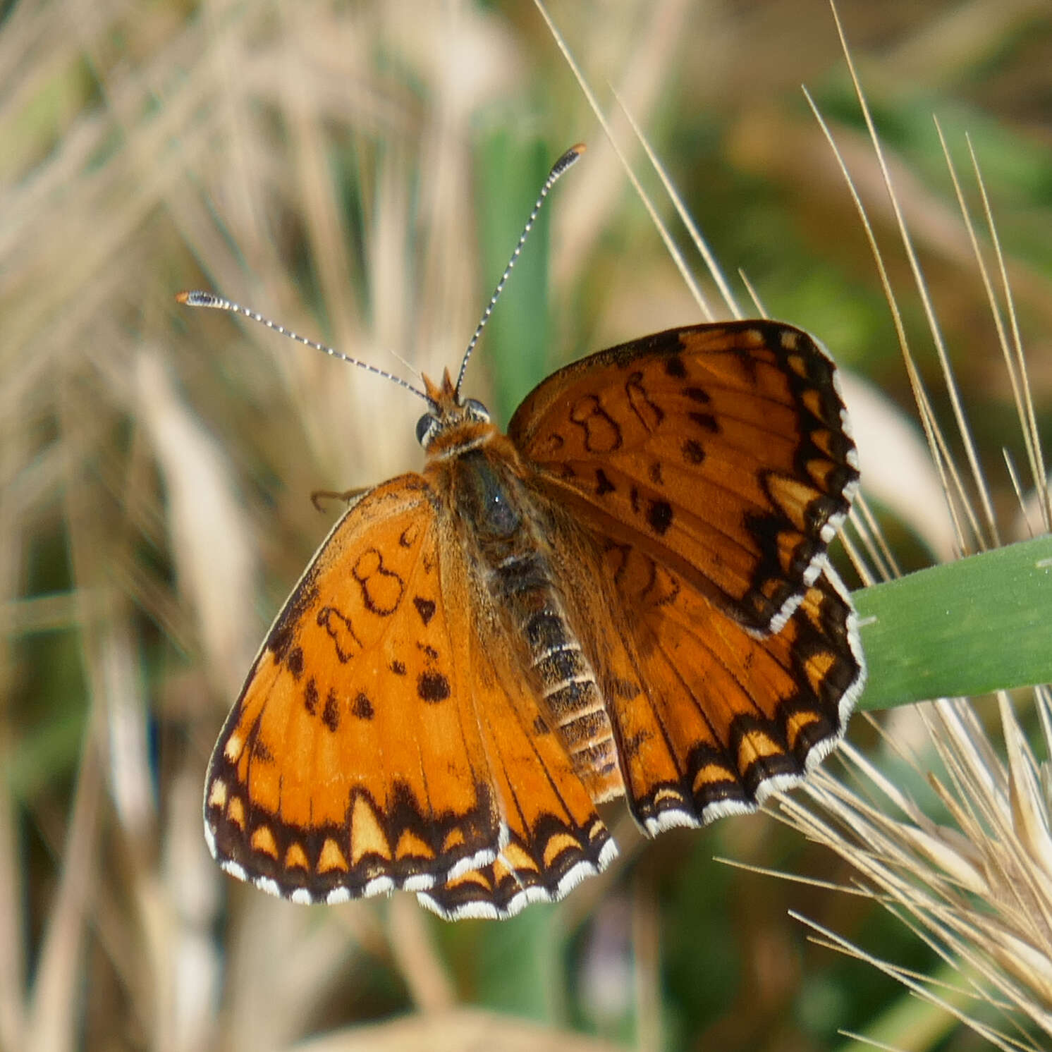 Image de Melitaea sibina Alphéraky 1882