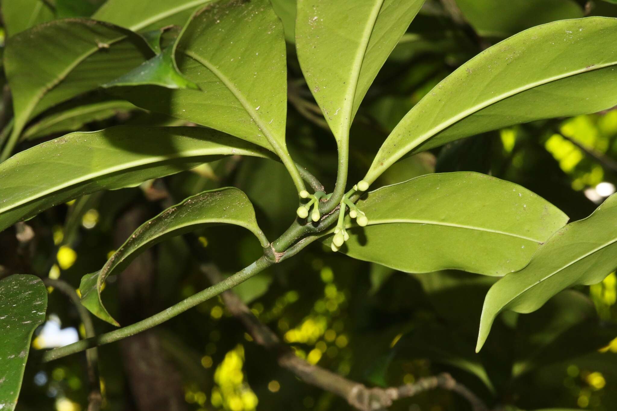 Image of Fagraea gracilipes A. Gray