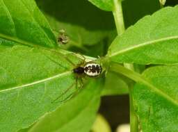 Linyphia hortensis Sundevall 1830 resmi