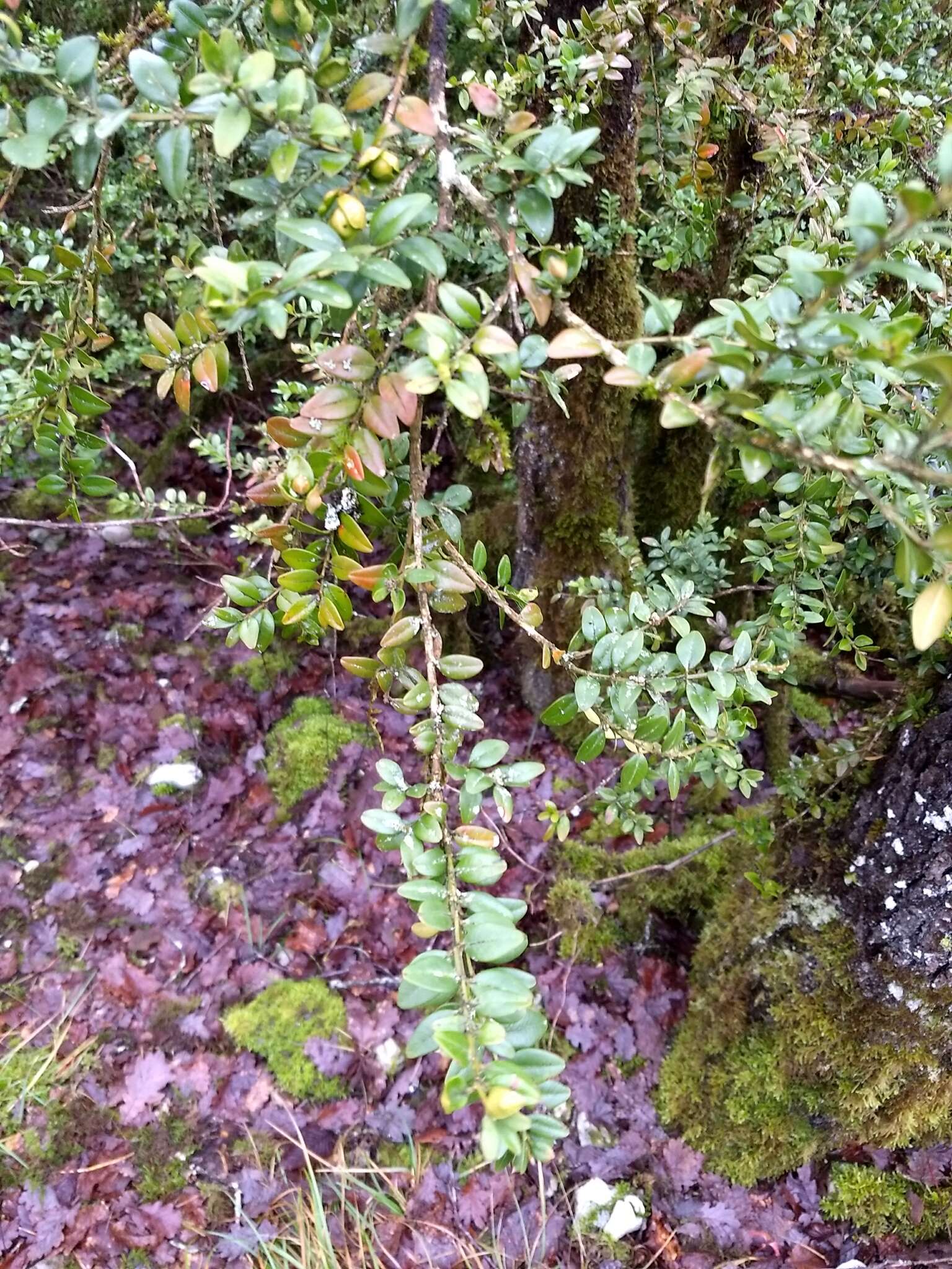 Sivun Buxus sempervirens L. kuva