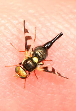 Image of Four-barred Knapweed Gall Fly