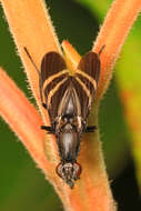 Image of Black Onion Fly