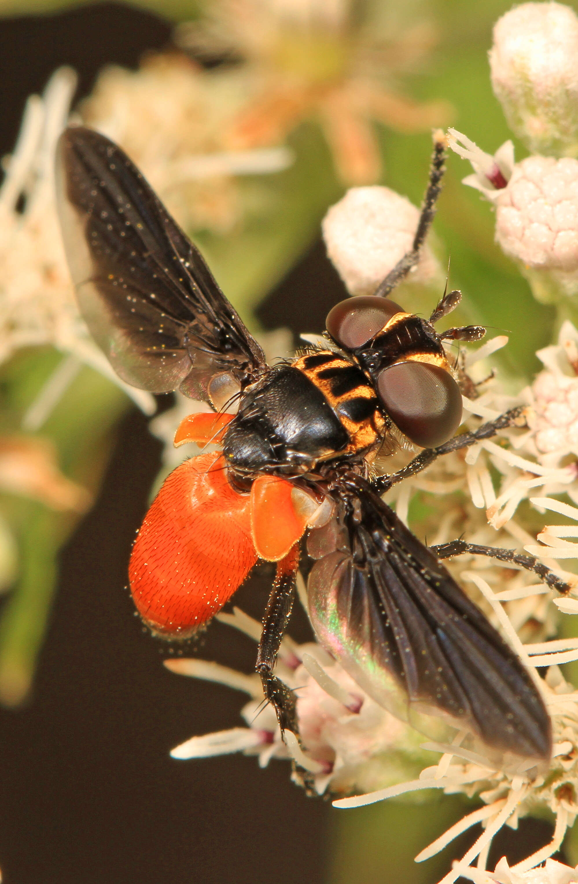 صورة Trichopoda pennipes (Fabricius 1781)