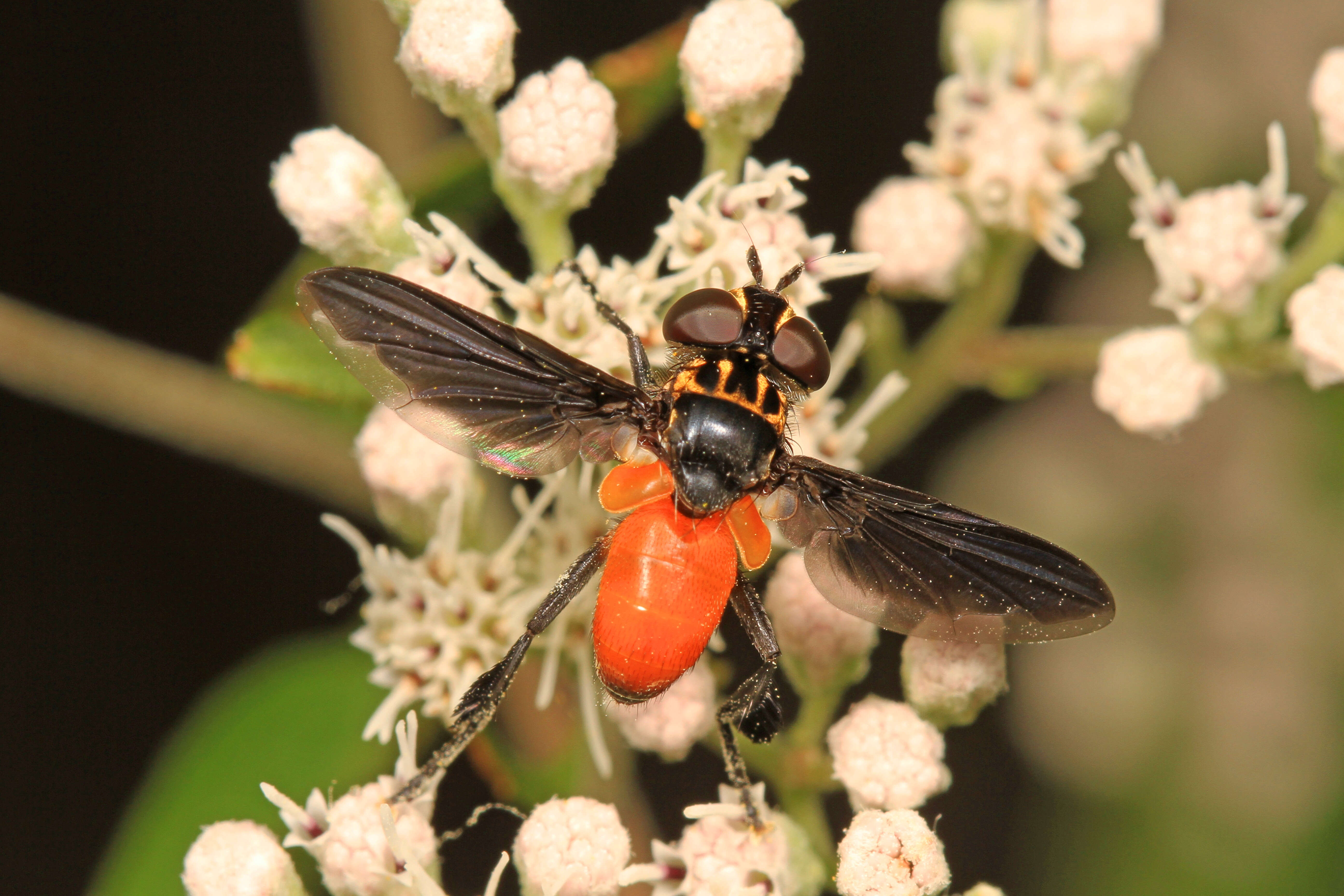 صورة Trichopoda pennipes (Fabricius 1781)