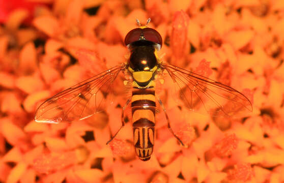 Image of Common Oblique Syrphid