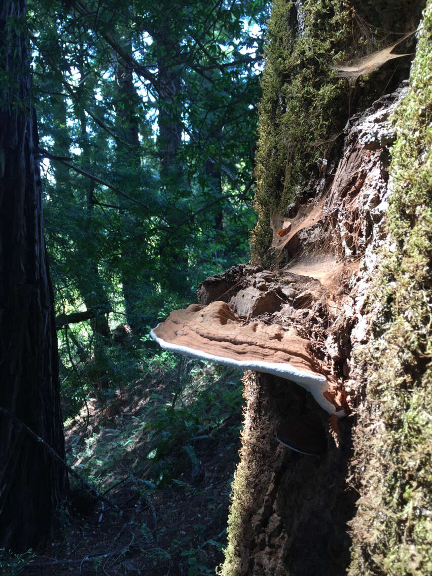 Image of Artist's fungus