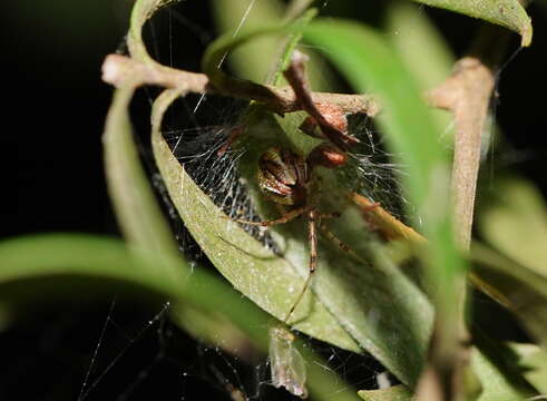 Image of Theridion pyramidale L. Koch 1867