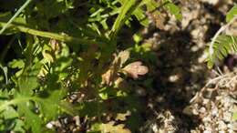 Image de Eucrypta chrysanthemifolia var. bipinnatifida (Torr.) Constance