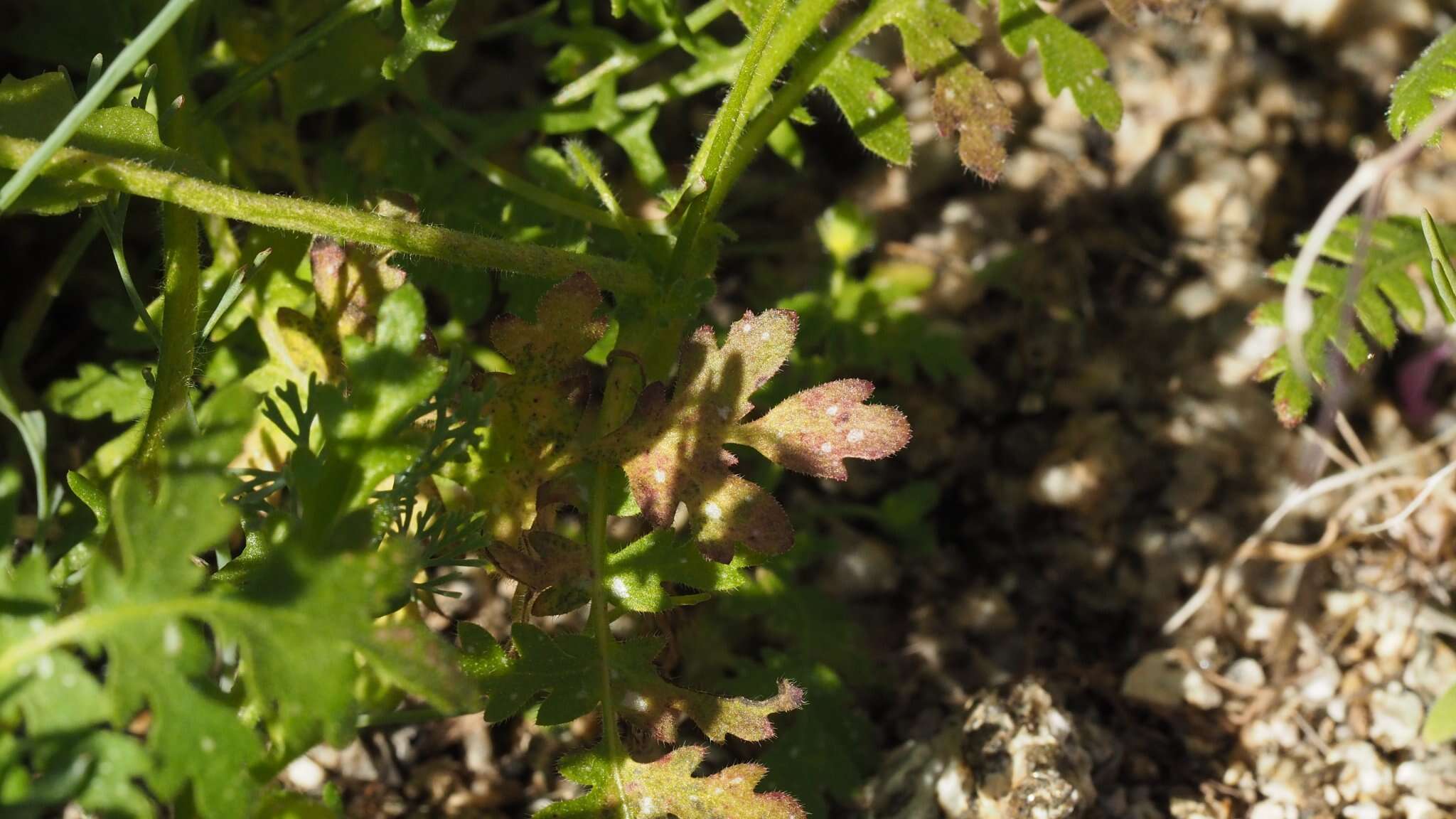 Image de Eucrypta chrysanthemifolia var. bipinnatifida (Torr.) Constance