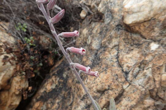 Image of Adromischus umbraticola C. A. Smith