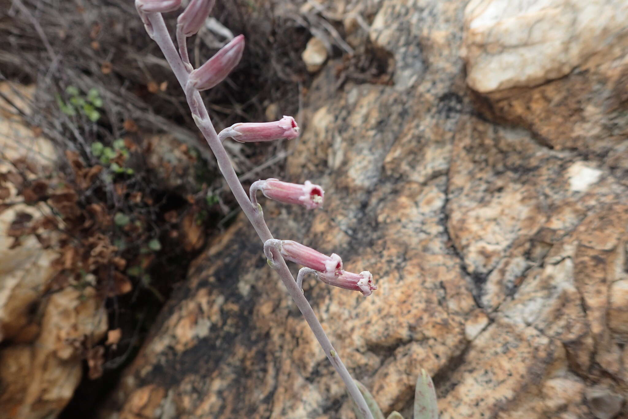 Image of Adromischus umbraticola subsp. umbraticola