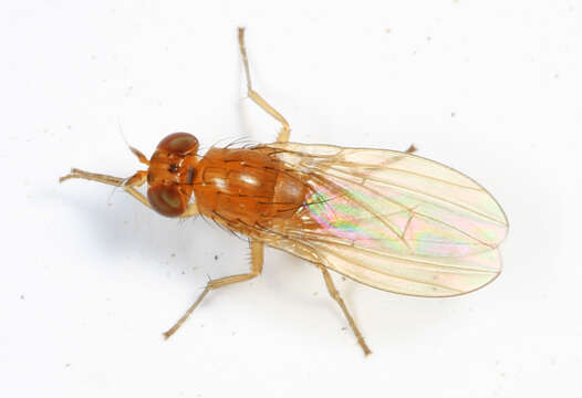 Image of lauxaniid flies