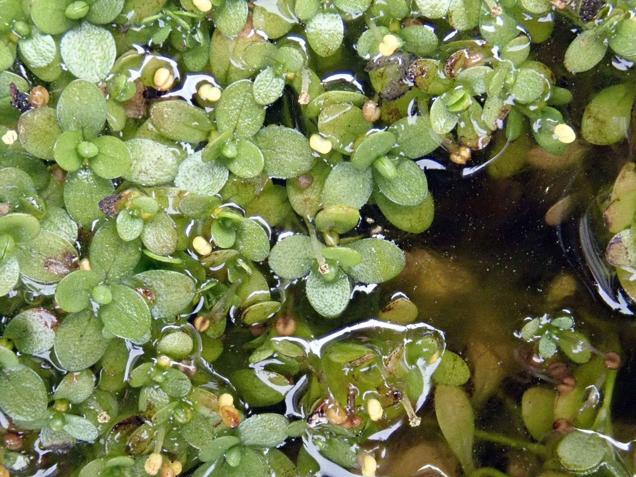 Image of Callitriche chathamensis (R. Mason) Lansdown