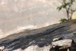 Image of Black-palmed Rock Monitor