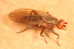 Image of heleomyzid flies