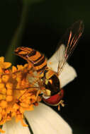 Image of Common Oblique Syrphid