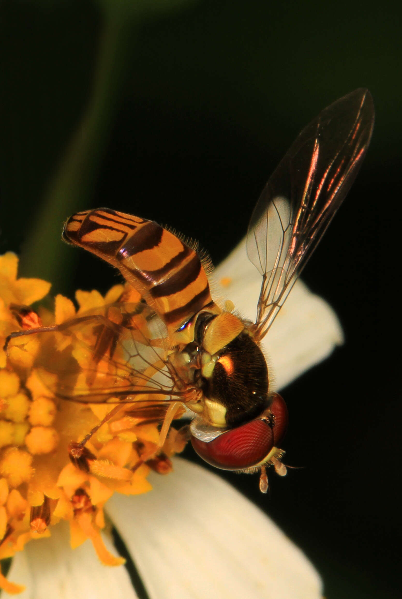 Image of Common Oblique Syrphid