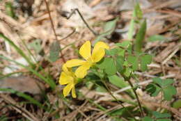 Imagem de Oxalis priceae subsp. colorea (Small) Eiten