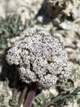 Image of bentonite desertparsley